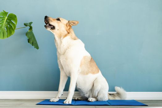 Cute mixed breed dog sitting on cool mat looking up on blue wall background