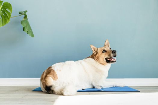 Cute mixed breed dog lying on cool mat looking up on blue wall background
