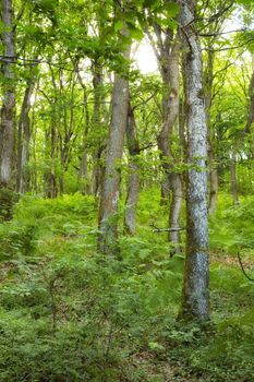 Danish forest in springtime. Hardwood forest uncultivated - DenmarkA photo of green and lush forest in springtime.