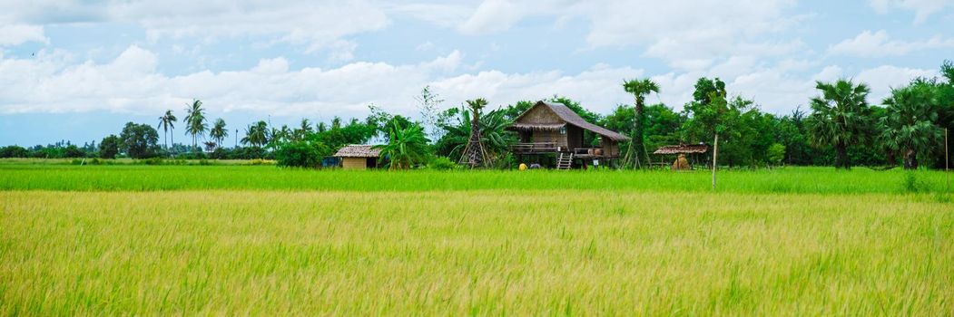 Eco farm homestay with a rice field in central Thailand, paddy field of rice during rain monsoon