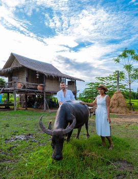 couple men and women feeding buffalo at a homestay in Thailand, eco farm with green rice paddy field