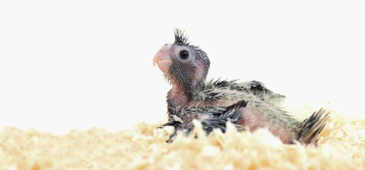 gray cockatiel parrot chick in sawdust on a white background