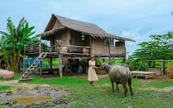 Asian women at a Eco farm homestay with a buffalo at a rice field in central Thailand