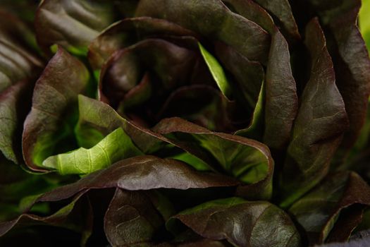 Bunch of fresh lettuce leaves on a dark background. Close-up