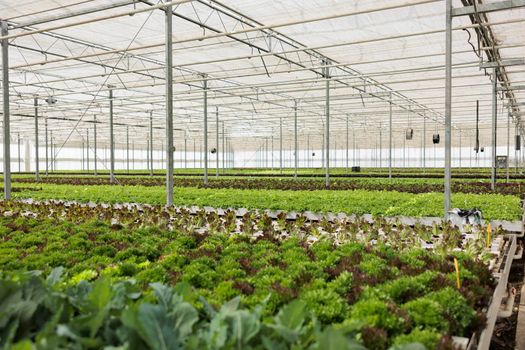Nobody in hydroponic organic farm with organic bio fresh lettuce being cultivated for delivery