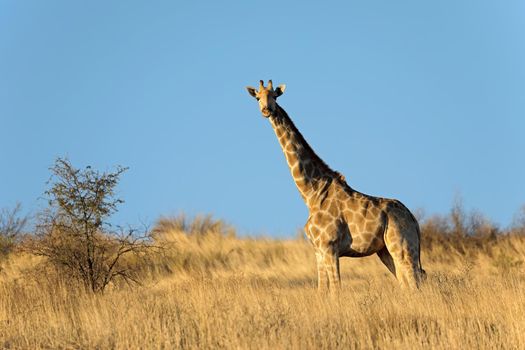 Giraffe in natural habitat - Kalahari desert