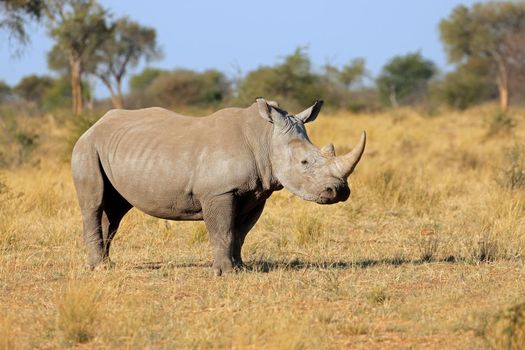White rhinoceros in natural habitat