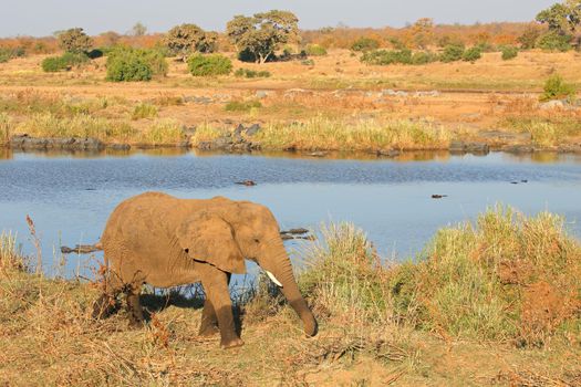 African elephant - Kruger National Park