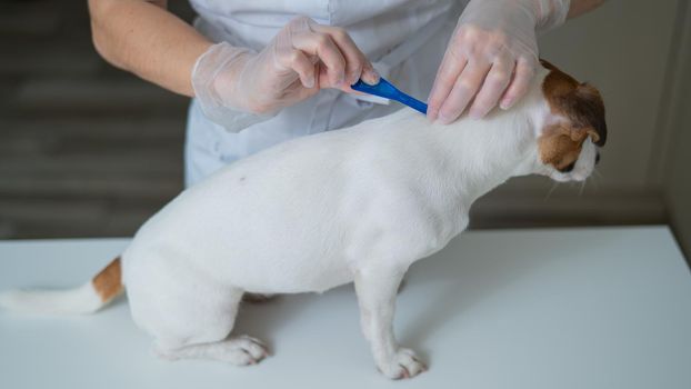 A veterinarian treats a dog from parasites by dripping medicine on the withers.