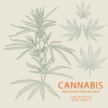 Hand drawn sketch of cannabis, marijuana hemp plant contour in vintage style