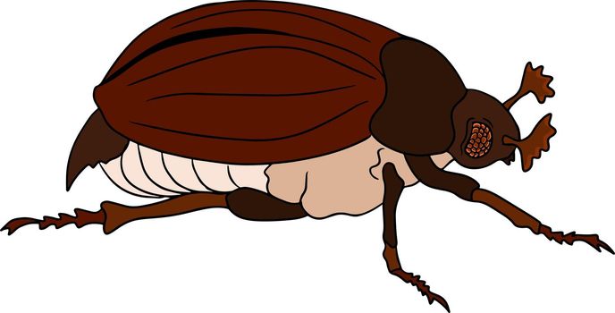 Beetles colored illustration. Detailed illustration bugs. Vector, hand drawn painting.