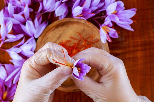 A woman in latex gloves tears a saffron stamen from a crocus over a wooden plate.