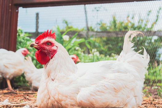 Chicken. Farming. Breeding chickens. Rooster close-up.White thoroughbred chicken