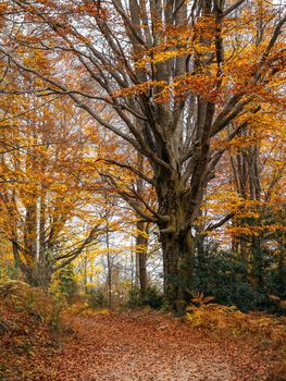 Big tree with orange leaves on the pathway through the forest at autumn landscape.