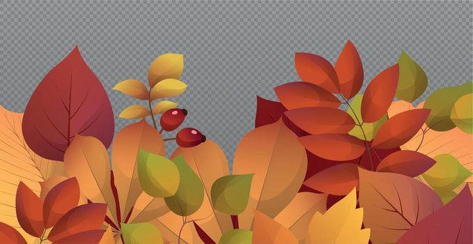 Autumn red and yellow leaves, web template transparent background - Vector