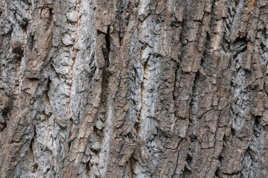 Close-up of the texture of the bark of the tree. Background of wood, bark. Wood texture.