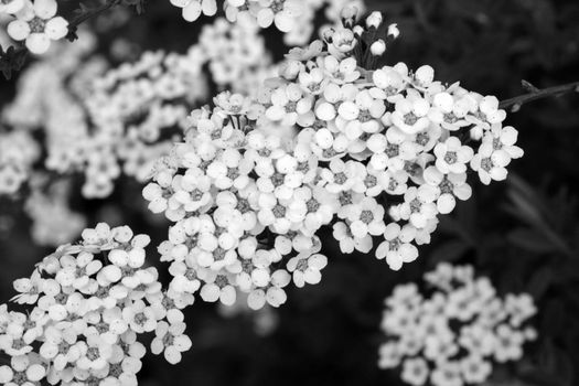 Black and white photo. Blooming useful wildflowers.