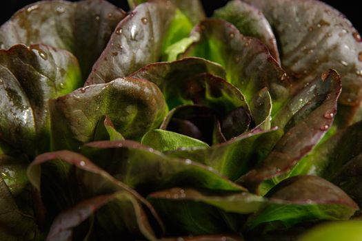 Bunch of fresh lettuce leaves on a dark background. Close-up