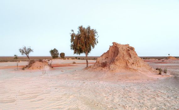 Mounds in the Australian desert support the only trees around