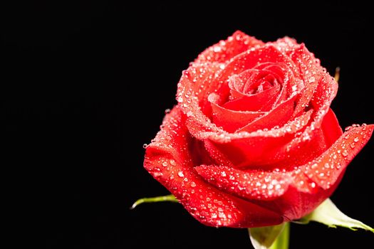 Tender red rose with raindrops isolated over black background