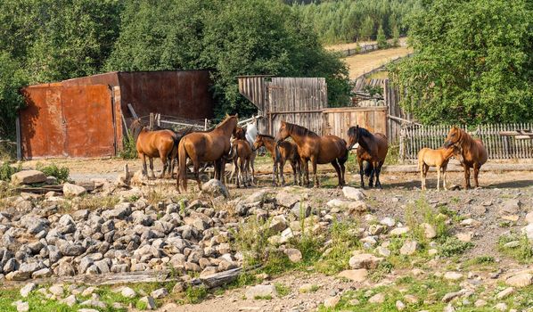 A herd of horses in a village without people.