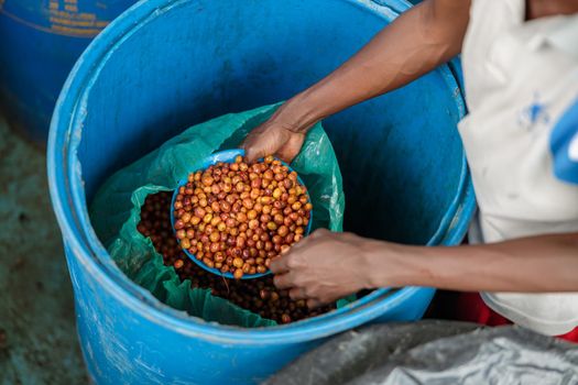 Worker putting coffee beans into a plastic container