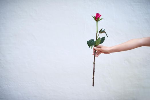 This is for you. Studio shot of an unrecognizable person holding a single red rose against a grey background.