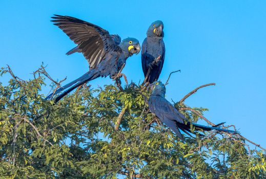 Hyacinth Macaws having a conversation in the Pantanal of Brazil.