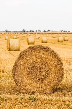 Haystack in the field after harvest. Round bales of hay across a farmer's field. Harvesting straw for animal feed