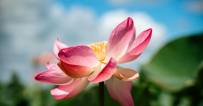 A pink lotus flower sways in the wind. Against the background of their green leaves. Lotus field on the lake in natural environment.