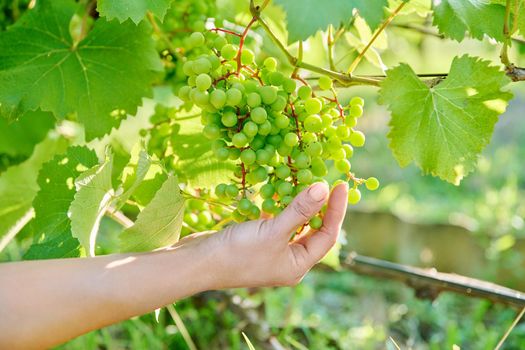 Woman hand with bunch of green unripe grapes