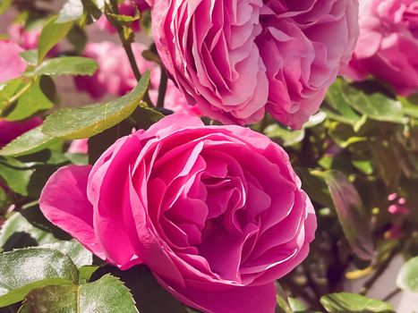 Beautiful shrub roses in summer garden, blooming flowers in Hertfordshire, England in summer, planting and gardening