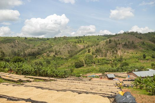 View of a farm where coffee beans are dried