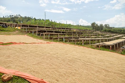 Coffee beans in the process of drying on the ground and special structures