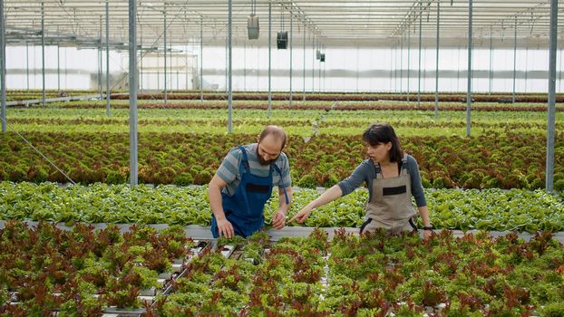Man and woman working cultivating salad in hydroponic enviroment gathering bio green lettuce