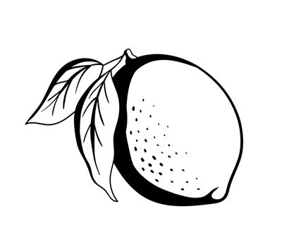 Lemon glyph icon. Vector monochrome Illustration isolated on white. Citrus fruit with leaves