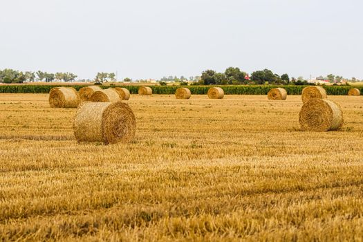 Haystack in the field after harvest. Round bales of hay across a farmer's field. Harvesting straw for animal feed