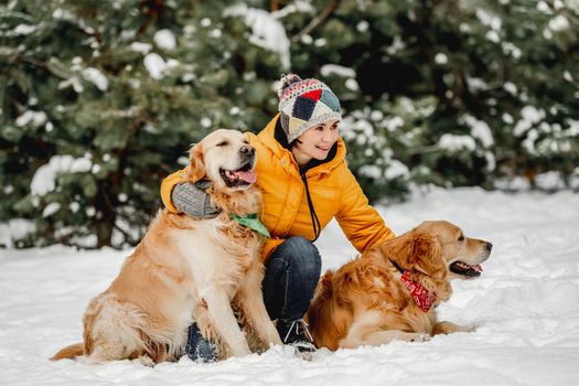 Golden retriever dogs in winter time