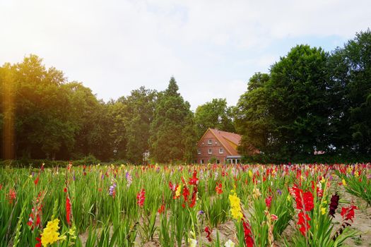 Field of colored gladioli. Farm growing flowers, gladiolus field with brick house