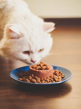 White furry cat eats with pleasure dry and canned food. Scottish Highland straight.