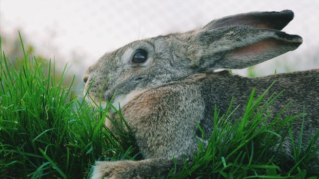 Big gray bunny sitting on green grass.