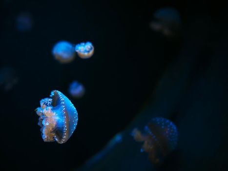 Beautiful colorful jellyfish in macro closeup shot swimming in aquarium with black background, smooth steady tracking camera shot, underwater wildlife natural beauty.