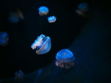 Beautiful colorful jellyfish in macro closeup shot swimming in aquarium with black background, smooth steady tracking camera shot, underwater wildlife natural beauty.