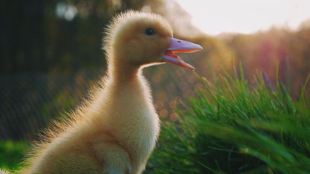 Little cute yellow duckling on green grass
