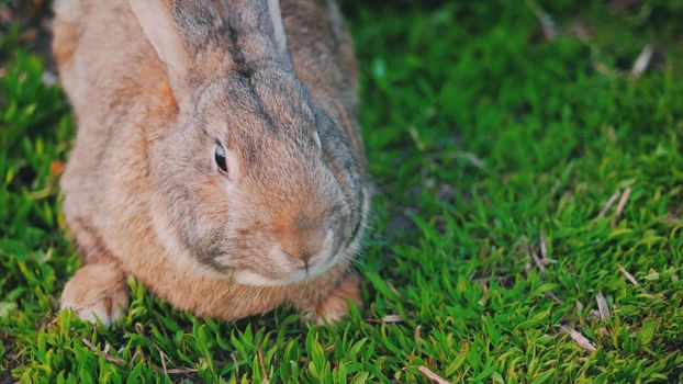 Big gray bunny sitting on green grass.