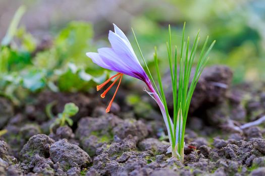 Crocus bloomed in the field. Saffron red stamens on a blurred background.