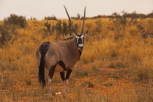 Lone Kalahari Oryx 5031