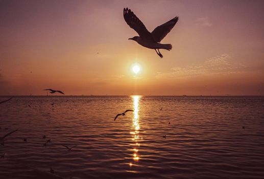 bird animal wildlife flying over horizon scenics Calm sea water ocean sunset sky