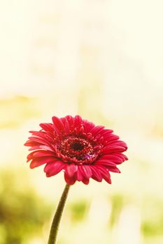 red flower and a sunny day - spring holidays and floral backgrounds concept