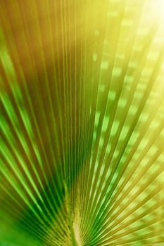 palm leaves in the sunlight - summertime backgrounds and vacations concept